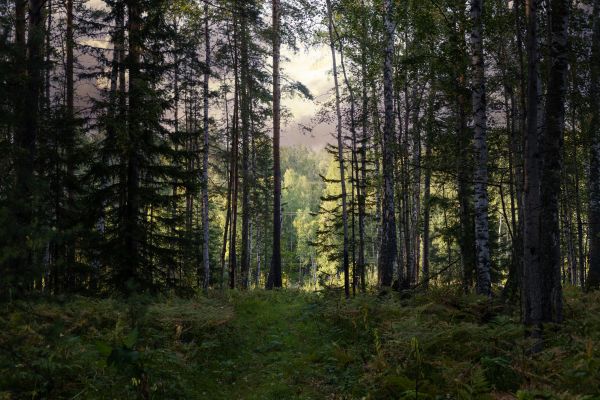 Cost of Pine Tree Clearing in Magnolia
